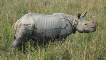 The elusive one-horned rhinoceros